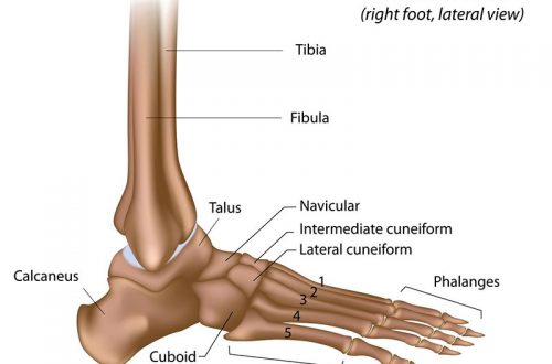 fungsi tulang pergelangan kaki