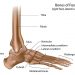 fungsi tulang pergelangan kaki